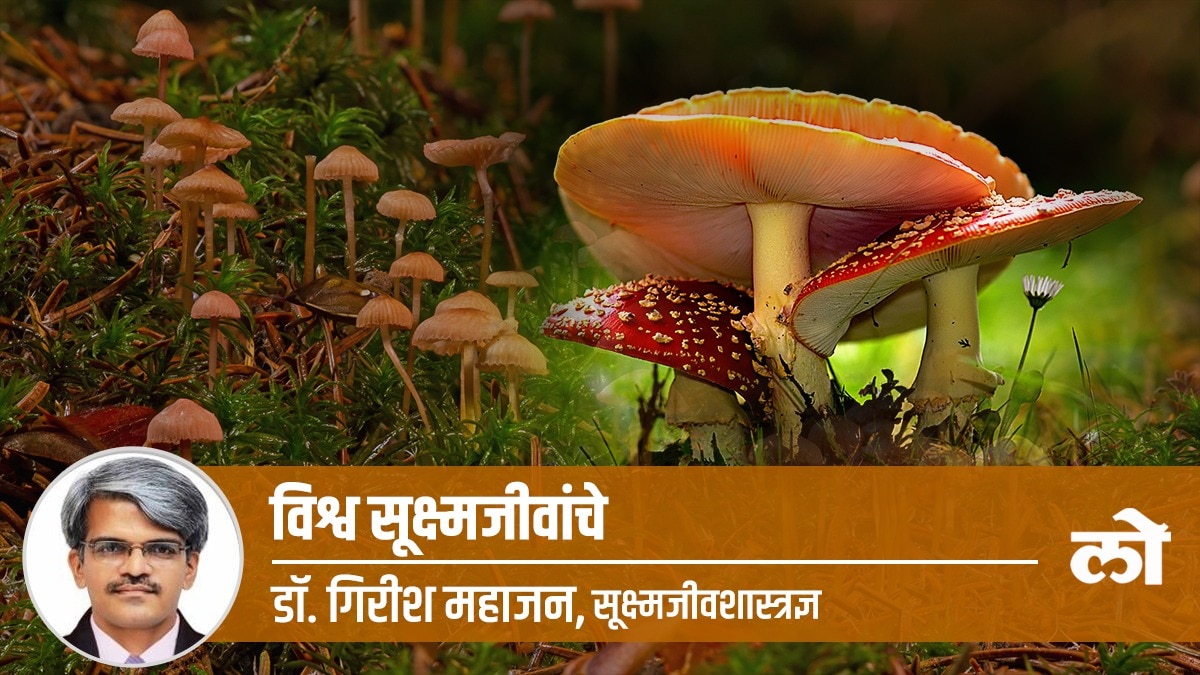 mushroom healthy food lifestyle diet