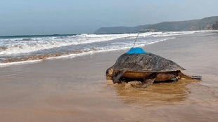 long journey olive ridley tortoise named bageshri guhagar sri lanka