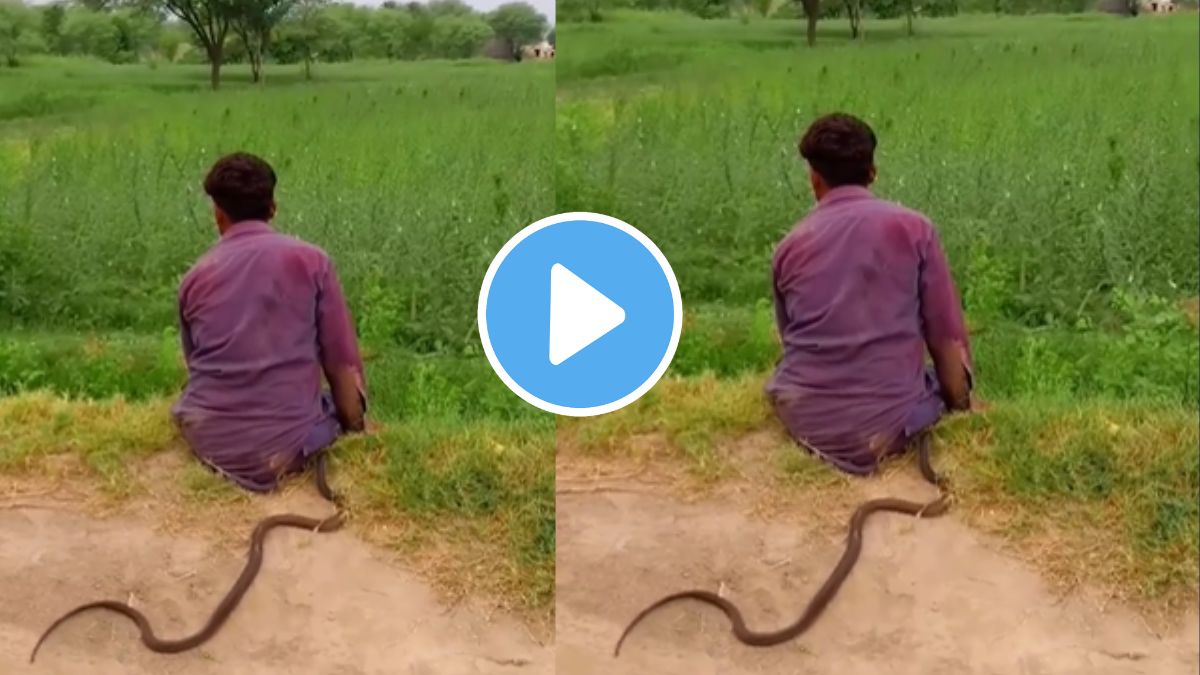 viral video of a man sitting on farm side and suddenly snake coming
