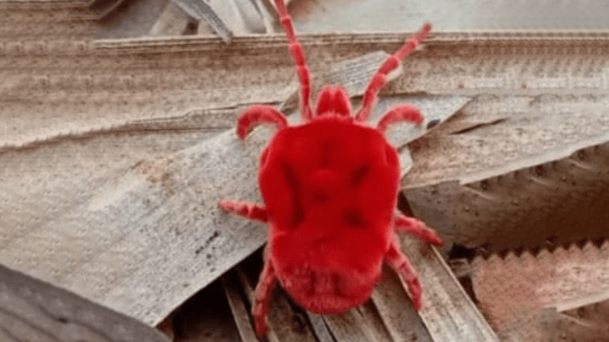 red velvet mite which shows monsoons now rare