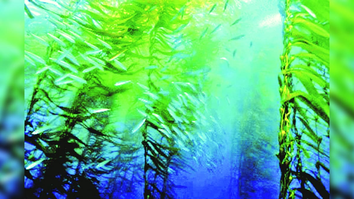 sea trees