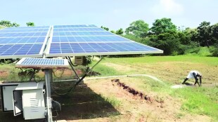 new crops grown space under solar panels