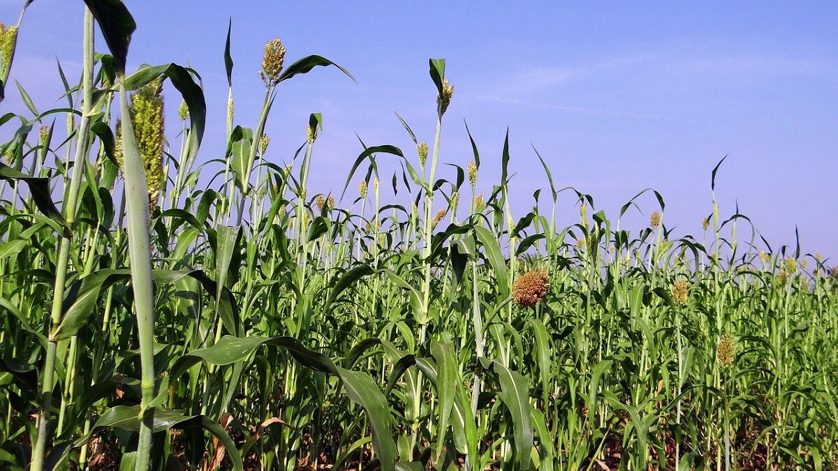 Millet mission
