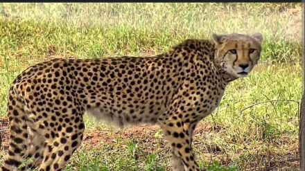 suraj cheetah