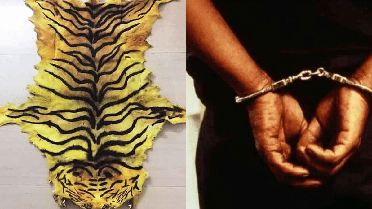 chhattisgarh forest department arrested one accused gondpipri case tiger skin smuggling