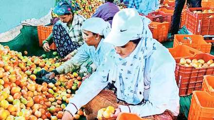 tomato cultivation make farmers rich