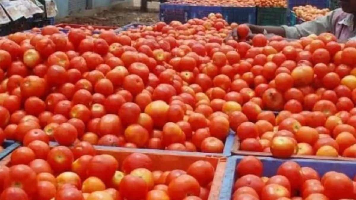 tomato stolen
