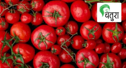 tomato
