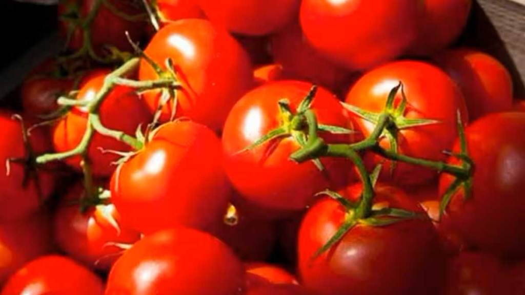 prices of tomatoes will remain high