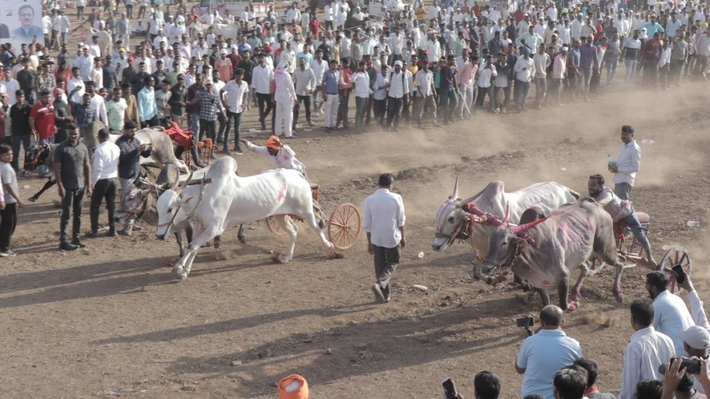 Cattle market bull race declared as district affected area for lumpy control