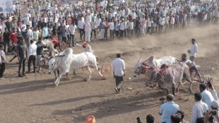 Cattle market bull race declared as district affected area for lumpy control
