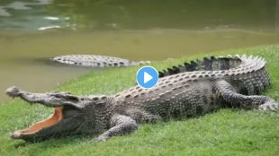 Crocodile Attack Viral Videos