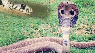 Do Snakes Have Ears