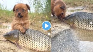 Fish And Puppy Cute Video Viral