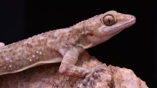 Hemidactylus