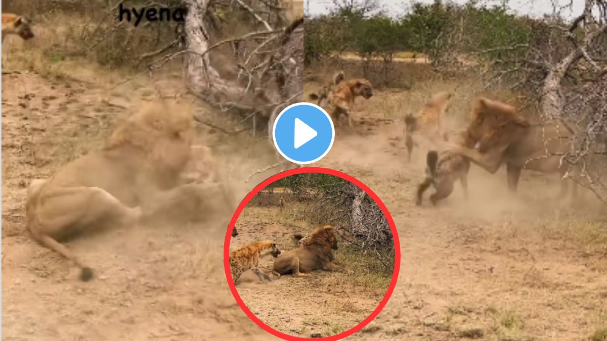 Lion trending video