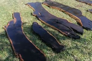 African Blackwood
