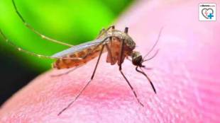 Mumbai detects Zika virus What are signs zika virus symptoms and prevention measures