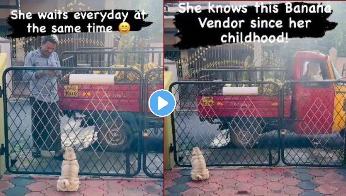 Video Of Pug Dog Waiting For Banana Seller Goes Viral People Say We Humans Fight Without Reason Learning From Animals