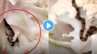 small snake slithering in the vegetable has gone viral on the internet like wildfire.