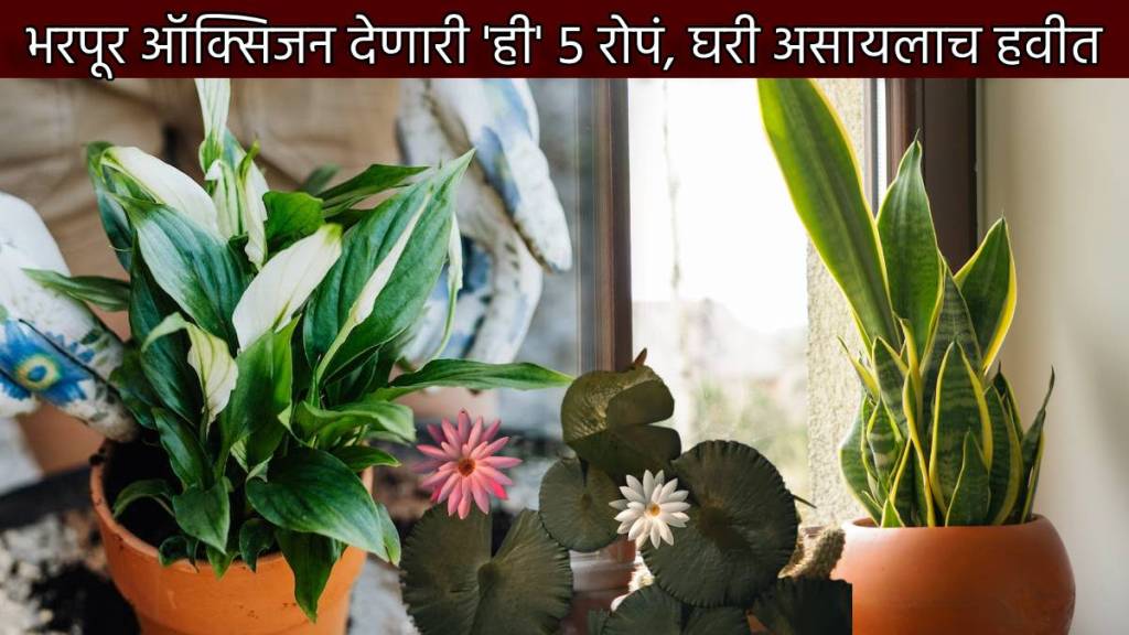 Five Indoor Plants Give Maximum Oxygen Apart From Tulsi Decorate Your Home With These Plants To