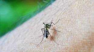 Dengue patients in Vidarbha