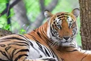 Tiger death Ramtek forest range