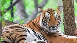 Tiger death Ramtek forest range