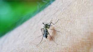 dengue Nagpur