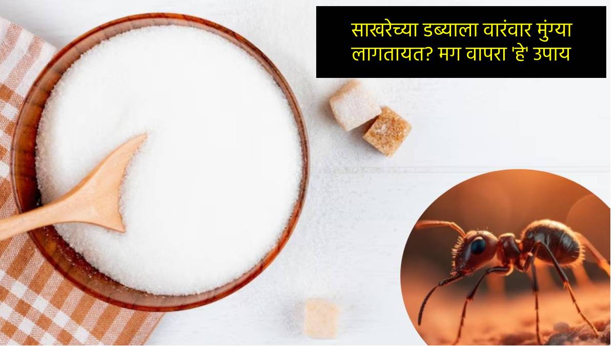 how to get rid of ants from sugar jar Natural Ways to Get Rid of Sugar Ants