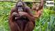 What challenge do newly discovered ape remains in Turkey pose to the story of human evolution