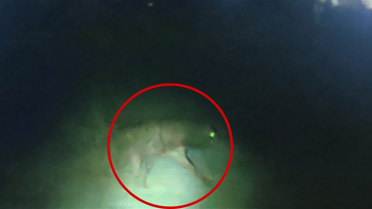 rumor leopard roaming sangli shamraonagar area