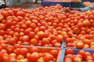 tomato price drop by rs 10 to 15 per kg in apmc market