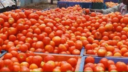 tomato price drop by rs 10 to 15 per kg in apmc market