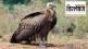 What is the project of artificial breeding of Himalayan vultures
