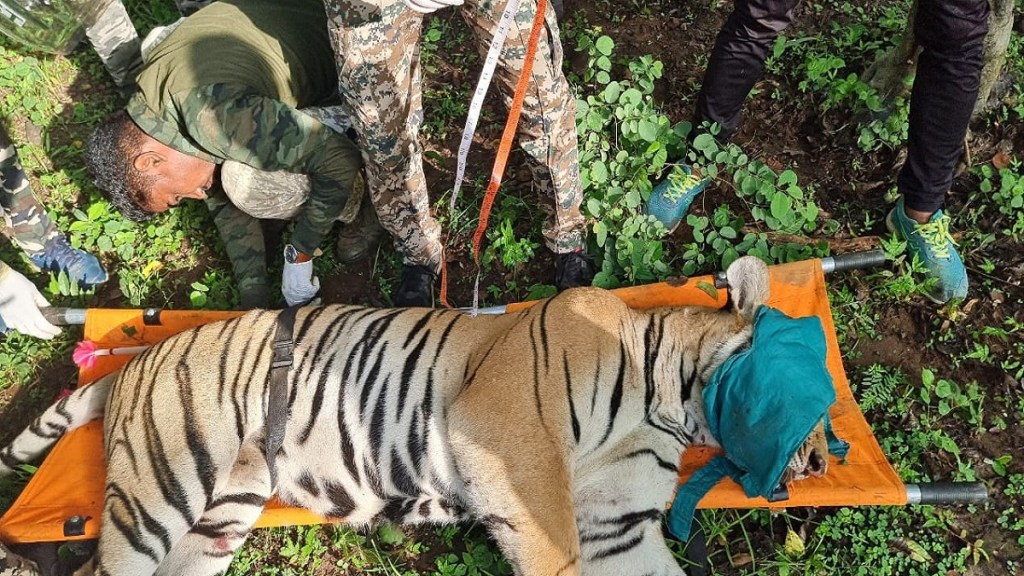 tiger died state highway tiger died state highway