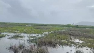 seawater flooded Uran rice fields