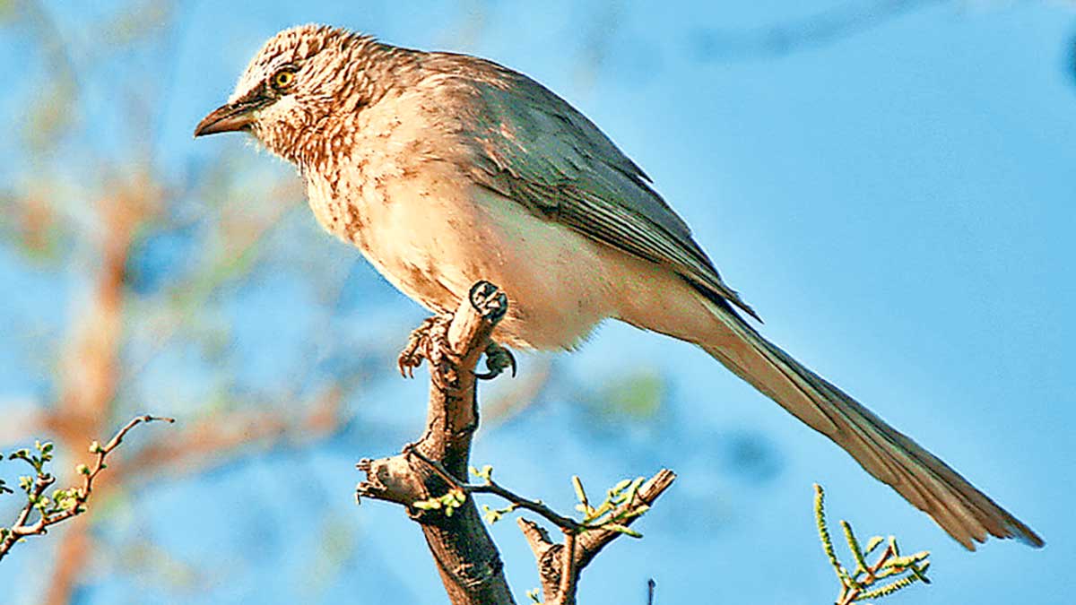 "Jungle Babbler" stays in group