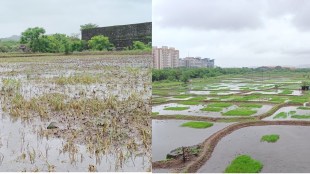 uran, rice farm, delayed rain, rice farm crisis, 50 percent rice farm in crisis