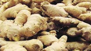 Ginger, Ginger rates, Navi Mumbai Market, Navi Mumbai, Fresh ginger in market