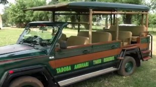tadoba andhari tiger reserve, 6 special safari vehicles