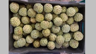 low rainfall affects the growth of custard apple