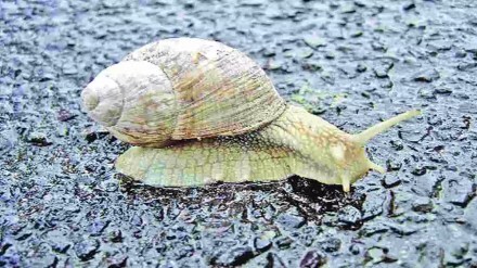 Snail damages Crops, Wardha, Farmers, Agriculture