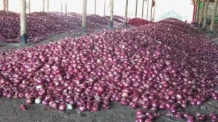 dr bharti pawar, central minister, onion farmers, export duty on onions, nashik apmc, onion traders in nashik, onion export