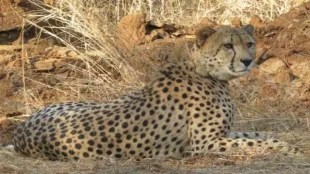 cheetah