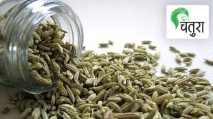 fennel usage and caution digestive booster, medicinal properties