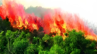 number forest fires decreased pune