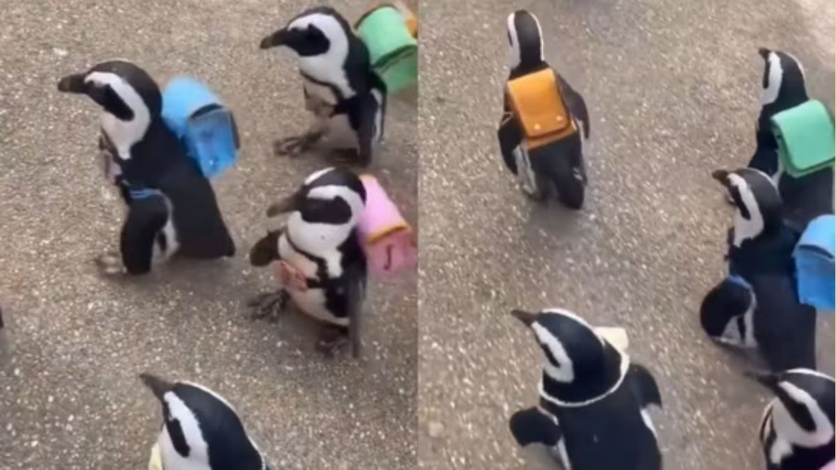 Heartwarming video of penguins carrying backpacks goes viral Watch snk 94