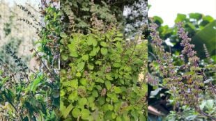 what to do if tulsi plant is drying know the home remedies for dying plants