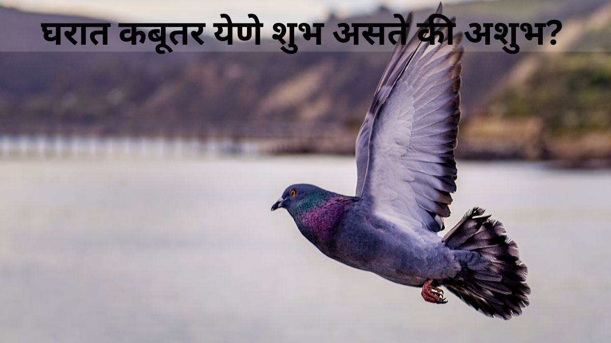 Spiritual Meaning Of Pigeon Coming Into House Know from Shakun Shastra